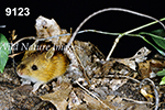 Napaeozapus-insignis